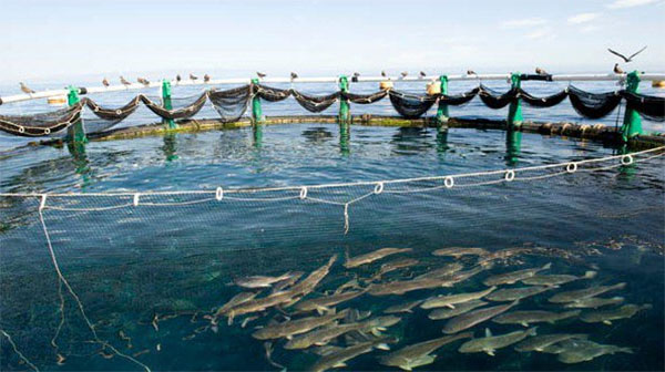 Pêche et aquaculture