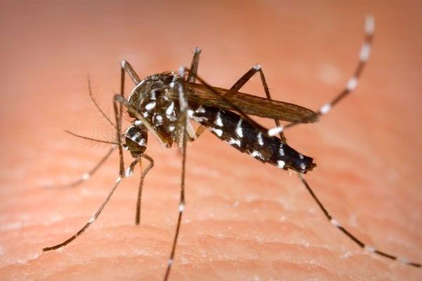 Epidémie : 100 cas Chikungunya à Kédougou